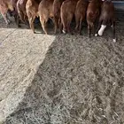 بهم سواكني