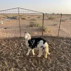 رخل للبيع