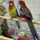 كريمسون روزيلا