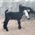 عنز عارضيه خلفه