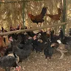 دجاج بلدي