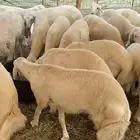 طليان جملة 46 رأس شعرة وطرف وسمان