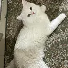 قطط للتبني