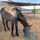 للبيع مهره شعبيه