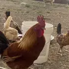 ديك بلدي