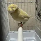 انثى كناري كرست جلوستر اصفر