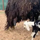 نجديه متوم تحتها خروف ورخل
