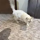 قط شيرازي أليف للبيع