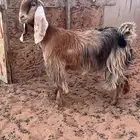 عنز ثنية دافع لها 4شهور