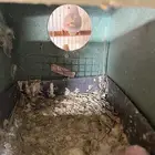 روز جوز مع فرخين