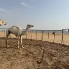 ركبي دوبه مثني للبيع سوداني