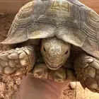 سلاحف سولكاتا كبيرة