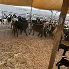 للبيع معزا مواليد