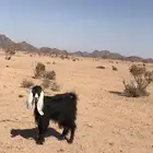 عنز طيبه