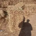 ذرة جيزانيه على 14