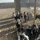 تيوس وجفار للبيع ذبايح فوق الوسط وفيها مقفل شحم