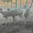 رخال رفد دفيع
