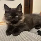 قطط للتبني