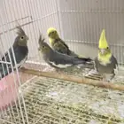 للبيع اربع حبات كروان الوان جميله