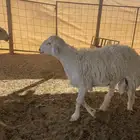 للبيع طلي حري