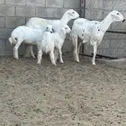 حريات جذعات متابيع