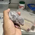 فرخ كويكر دايلت عيون حمراء