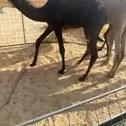 للبيع قعدان بريات