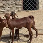 جفار دهم الدهم تأسيس مراح