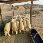 طليان ذبايح مناسبات ذبائح ثلاجه للبيع