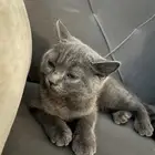 قط شيرازي عمر 5 شهور
