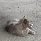 قطو ضايع او مرمي
