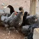 دجاج براهما