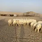 حري فاخر