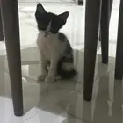 قطه تبني
