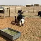 عنز معها جفرتين توها مشلعه سدس