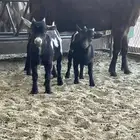 للبيع تيوس قزميه