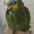 بغبغا امزوني النوع اورنج وينج