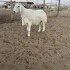 خروف فحل حري