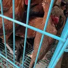 يوجد اكثر من 150 طقم دجاج جميع الانواع