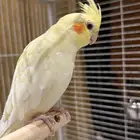 كروان كوكتيل للبيع