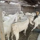 معزى مطوره