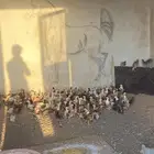 صوص بلدي العمر شهر