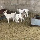 قزمي مواليد للبيع قصيره وجميله جدا