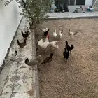 دجاج بلدي بياض 4 شهور