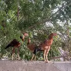 للبيع دجاج شامو وبلدي