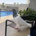 حمام باكستاني على السوم
