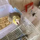فرخ كروان هدد نهايه غر تم البيع