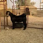 تيس مشروع فحل