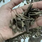 عود موري هندي