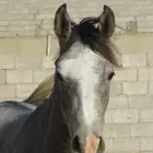 حصان شعبي كفو